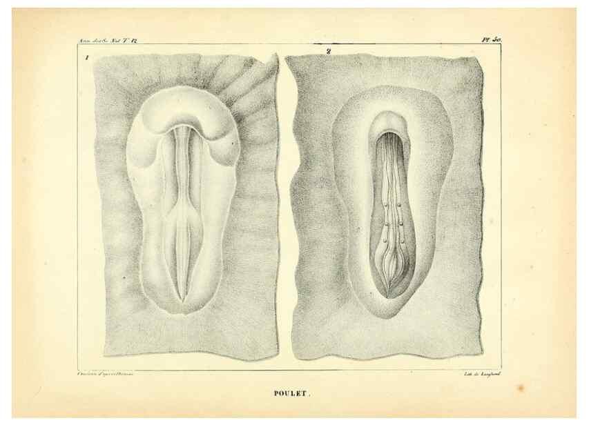 Reproducción/Reproduction 49772805923: Annales des sciences naturelles :. Paris :Crochard. 