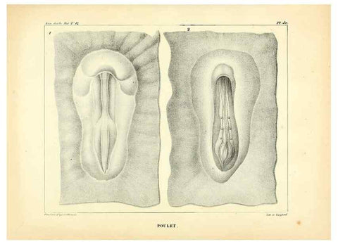 Reproducción/Reproduction 49772805923: Annales des sciences naturelles :. Paris :Crochard. 