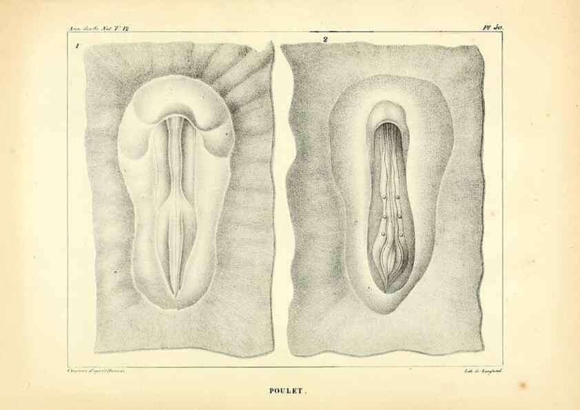Reproducción/Reproduction 49772805923: Annales des sciences naturelles :. Paris :Crochard. 