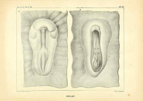 Reproducción/Reproduction 49772805923: Annales des sciences naturelles :. Paris :Crochard. 