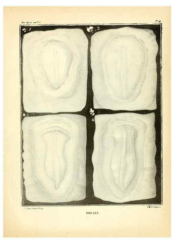 Reproducción/Reproduction 49773337026: Annales des sciences naturelles :. Paris :Crochard. 