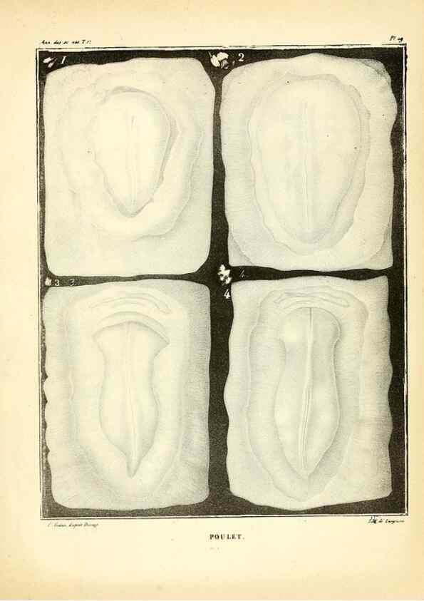 Reproducción/Reproduction 49773337026: Annales des sciences naturelles :. Paris :Crochard. 