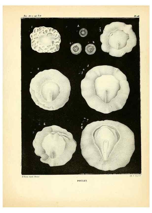 Reproducción/Reproduction 49773664867: Annales des sciences naturelles :. Paris :Crochard. 