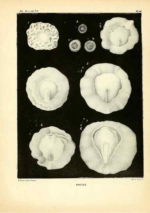 Reproducción/Reproduction 49773664867: Annales des sciences naturelles :. Paris :Crochard. 