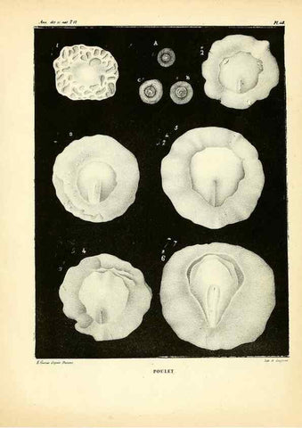 Reproducción/Reproduction 49773664867: Annales des sciences naturelles :. Paris :Crochard. 