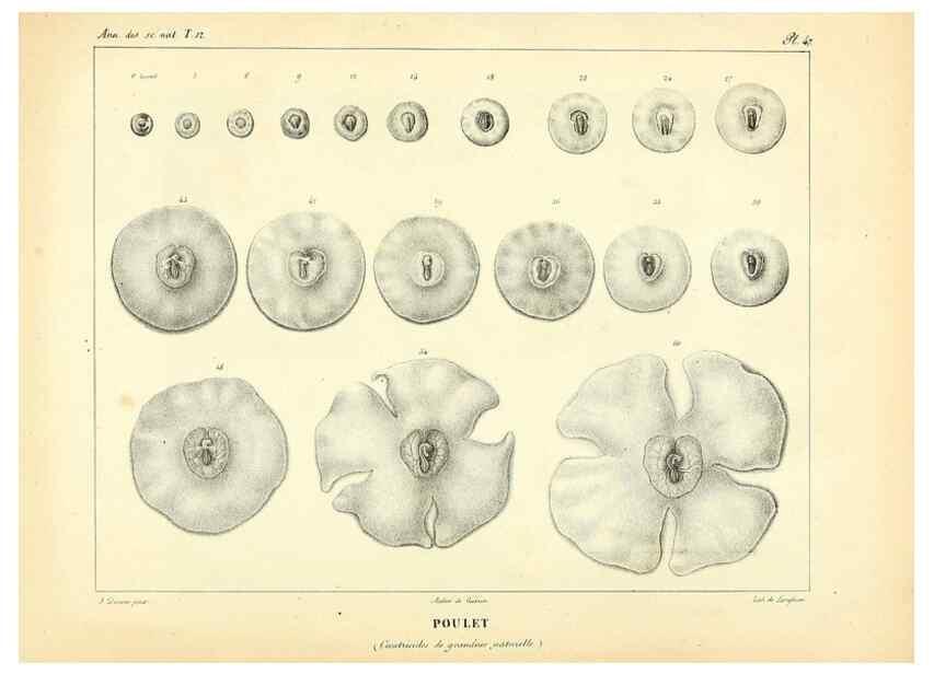 Reproducción/Reproduction 49773336491: Annales des sciences naturelles :. Paris :Crochard. 