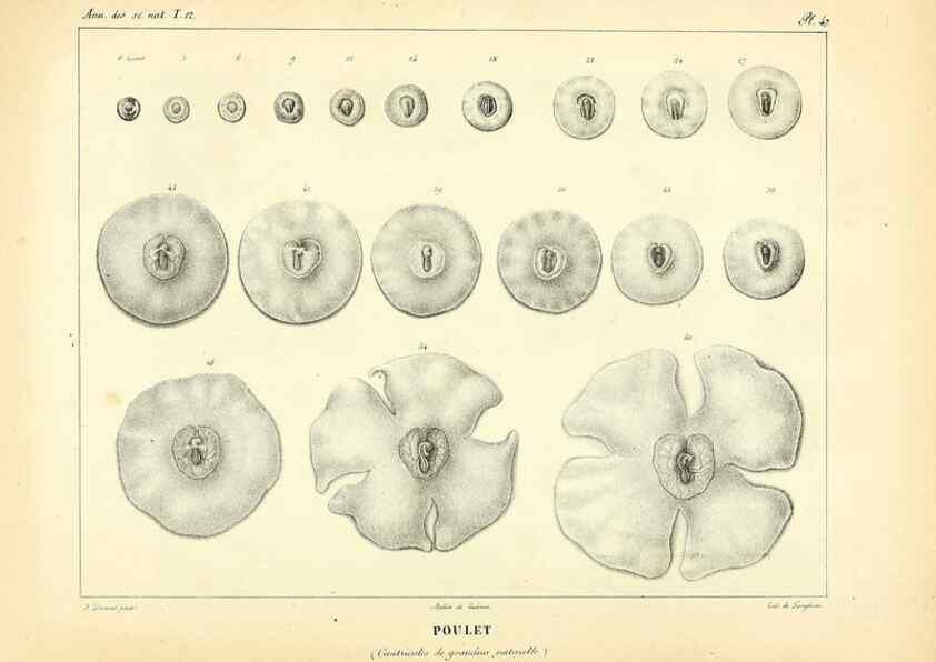 Reproducción/Reproduction 49773336491: Annales des sciences naturelles :. Paris :Crochard. 