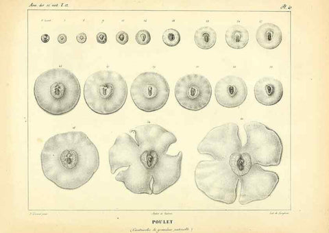 Reproducción/Reproduction 49773336491: Annales des sciences naturelles :. Paris :Crochard. 