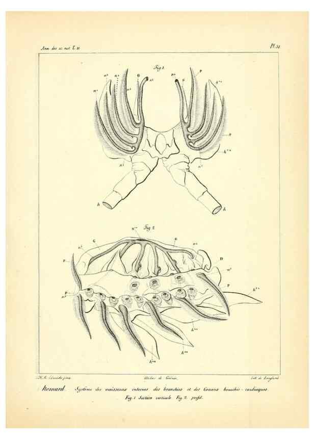 Reproducción/Reproduction 49773660042: Annales des sciences naturelles :. Paris :Crochard. 