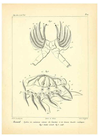 Reproducción/Reproduction 49773660042: Annales des sciences naturelles :. Paris :Crochard. 