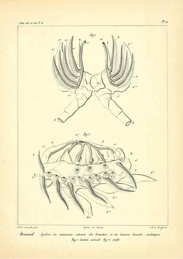 Reproducción/Reproduction 49773660042: Annales des sciences naturelles :. Paris :Crochard. 