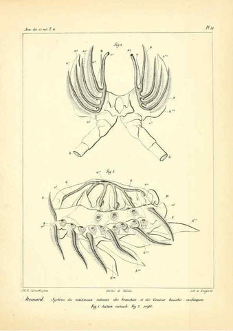 Reproducción/Reproduction 49773660042: Annales des sciences naturelles :. Paris :Crochard. 