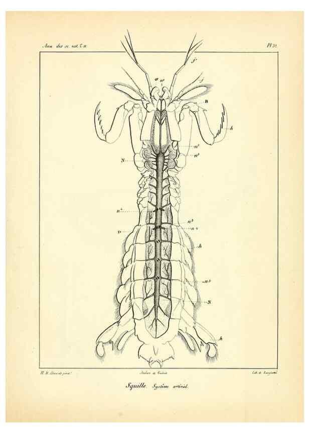 Reproducción/Reproduction 49772800853: Annales des sciences naturelles :. Paris :Crochard. 