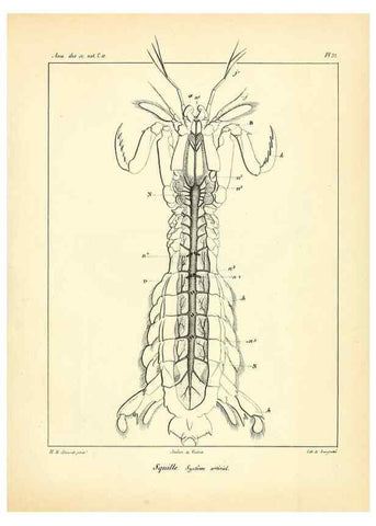 Reproducción/Reproduction 49772800853: Annales des sciences naturelles :. Paris :Crochard. 