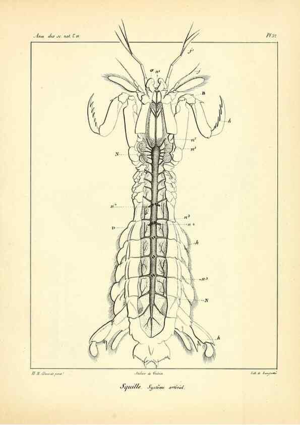 Reproducción/Reproduction 49772800853: Annales des sciences naturelles :. Paris :Crochard. 