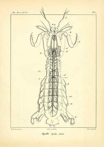 Reproducción/Reproduction 49772800853: Annales des sciences naturelles :. Paris :Crochard. 
