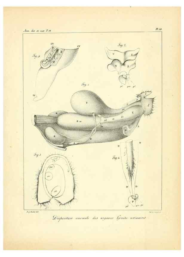 Reproducción/Reproduction 49772801153: Annales des sciences naturelles :. Paris :Crochard. 