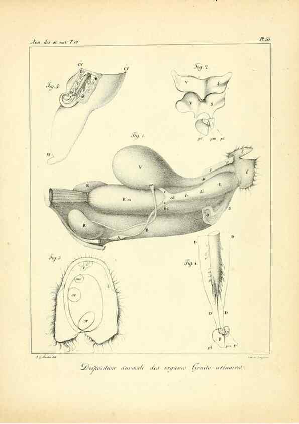 Reproducción/Reproduction 49772801153: Annales des sciences naturelles :. Paris :Crochard. 