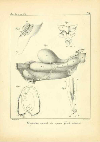 Reproducción/Reproduction 49772801153: Annales des sciences naturelles :. Paris :Crochard. 