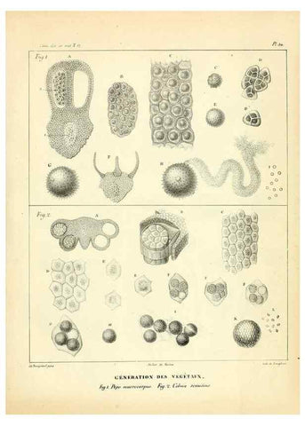 Reproducción/Reproduction 49773332896: Annales des sciences naturelles :. Paris :Crochard. 