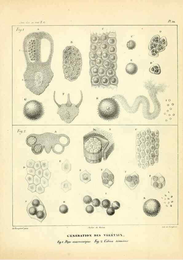 Reproducción/Reproduction 49773332896: Annales des sciences naturelles :. Paris :Crochard. 