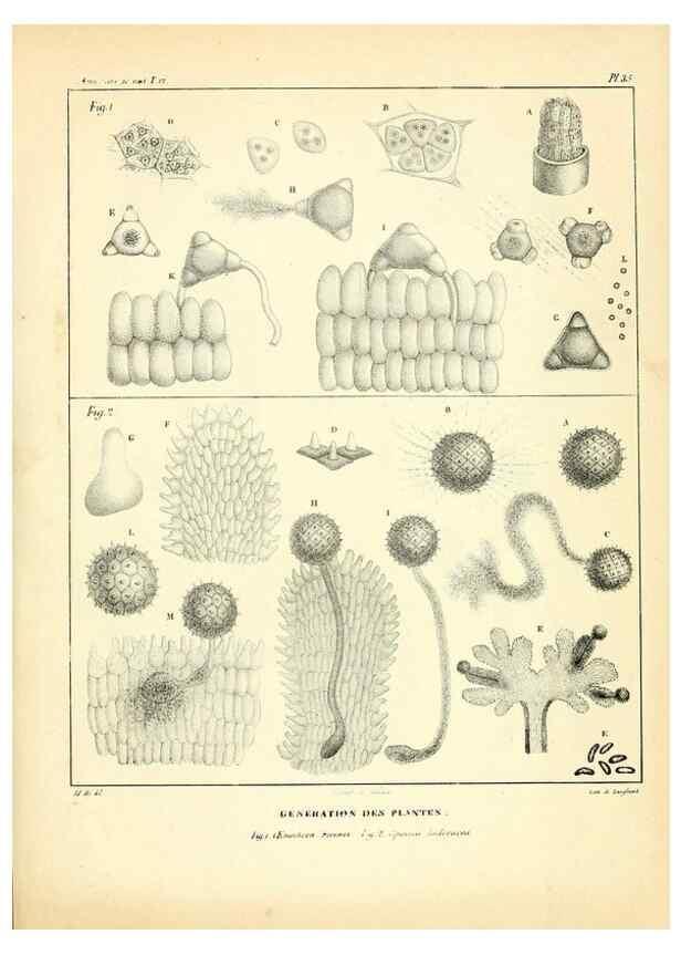 Reproducción/Reproduction 49772801708: Annales des sciences naturelles :. Paris :Crochard. 