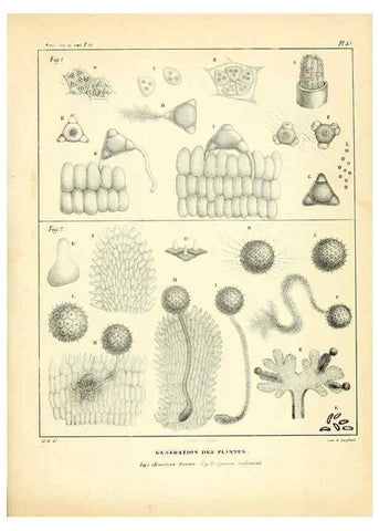 Reproducción/Reproduction 49772801708: Annales des sciences naturelles :. Paris :Crochard. 