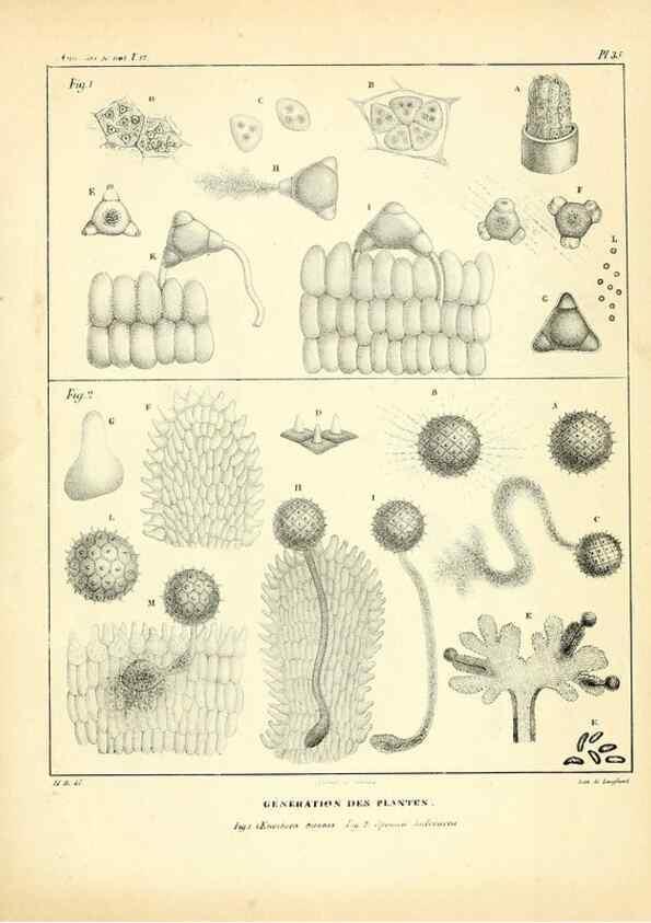 Reproducción/Reproduction 49772801708: Annales des sciences naturelles :. Paris :Crochard. 