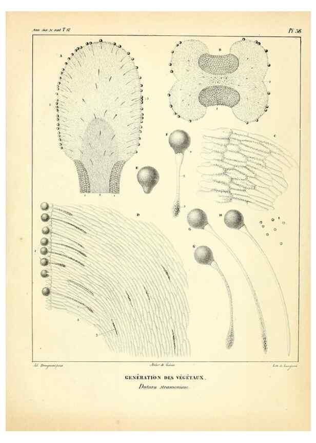 Reproducción/Reproduction 49773661542: Annales des sciences naturelles :. Paris :Crochard. 