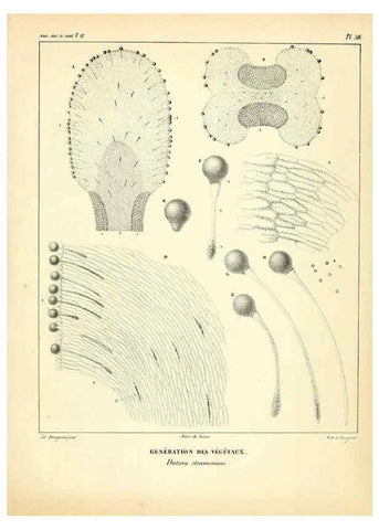 Reproducción/Reproduction 49773661542: Annales des sciences naturelles :. Paris :Crochard. 