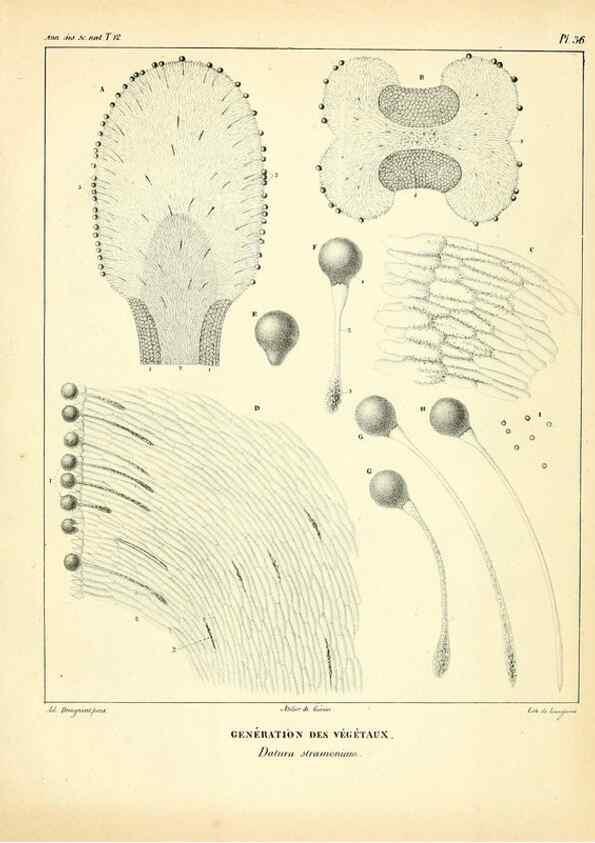 Reproducción/Reproduction 49773661542: Annales des sciences naturelles :. Paris :Crochard. 
