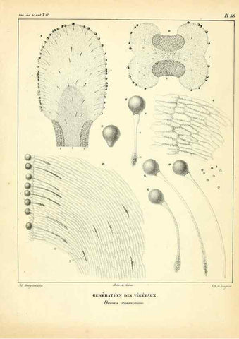 Reproducción/Reproduction 49773661542: Annales des sciences naturelles :. Paris :Crochard. 