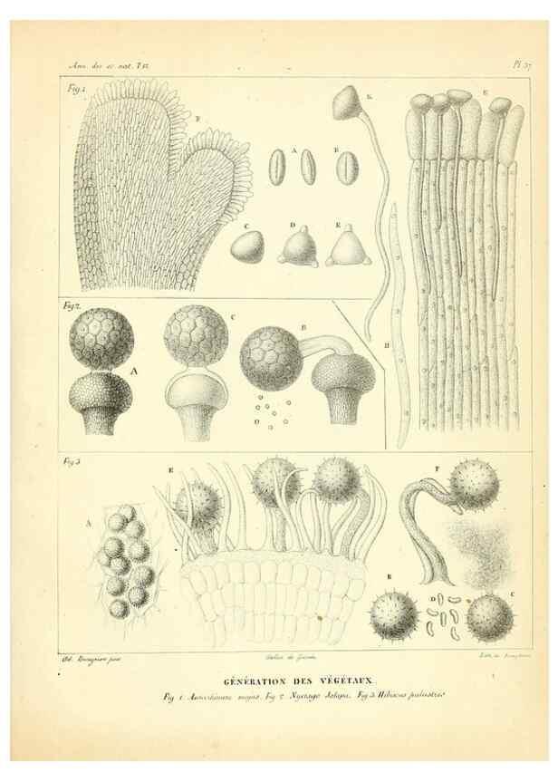 Reproducción/Reproduction 49772802248: Annales des sciences naturelles :. Paris :Crochard. 