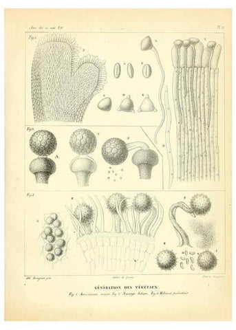Reproducción/Reproduction 49772802248: Annales des sciences naturelles :. Paris :Crochard. 