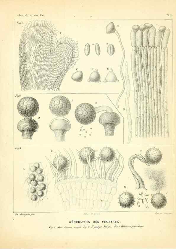 Reproducción/Reproduction 49772802248: Annales des sciences naturelles :. Paris :Crochard. 
