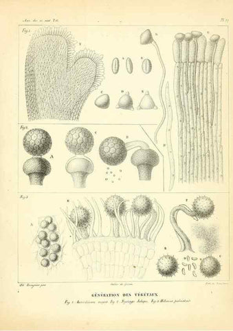 Reproducción/Reproduction 49772802248: Annales des sciences naturelles :. Paris :Crochard. 