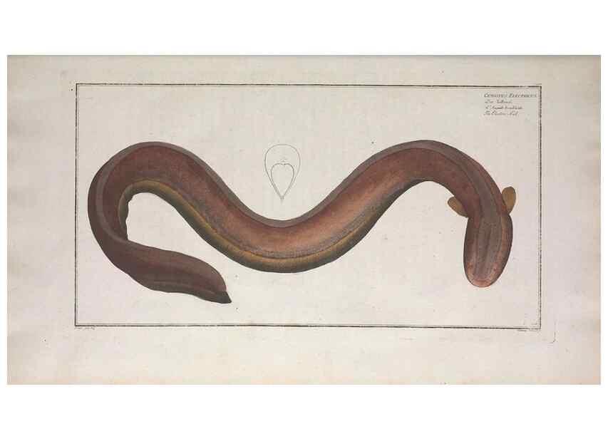 Reproducción/Reproduction 49773170418: Ichtyologie, ou, Histoire naturelle, générale et particulière des poissons :. A Berlin :Chez l'auteur, & chez François de la Garde libraire,1785-1797.. 