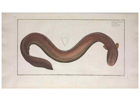 Reproducción/Reproduction 49773170418: Ichtyologie, ou, Histoire naturelle, générale et particulière des poissons :. A Berlin :Chez l'auteur, & chez François de la Garde libraire,1785-1797.. 