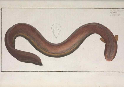 Reproducción/Reproduction 49773170418: Ichtyologie, ou, Histoire naturelle, générale et particulière des poissons :. A Berlin :Chez l'auteur, & chez François de la Garde libraire,1785-1797.. 