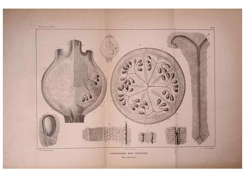 Reproducción/Reproduction 49773662022: Annales des sciences naturelles :. Paris :Crochard. 