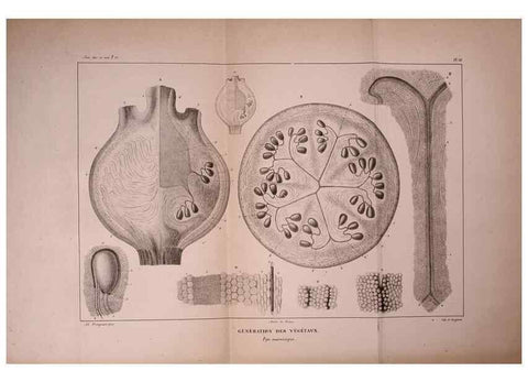 Reproducción/Reproduction 49773662022: Annales des sciences naturelles :. Paris :Crochard. 