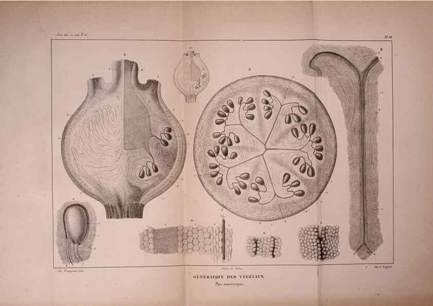 Reproducción/Reproduction 49773662022: Annales des sciences naturelles :. Paris :Crochard. 
