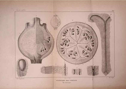Reproducción/Reproduction 49773662022: Annales des sciences naturelles :. Paris :Crochard. 