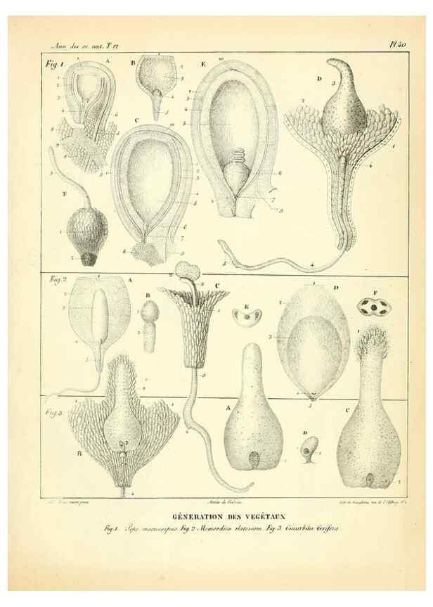 Reproducción/Reproduction 49773334386: Annales des sciences naturelles :. Paris :Crochard. 
