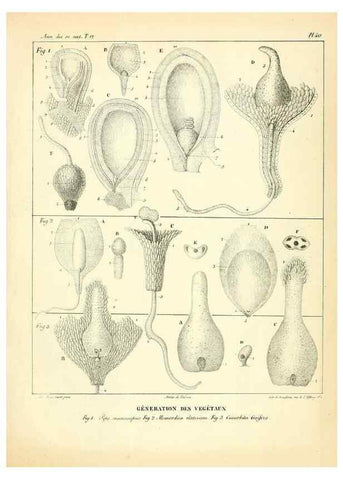 Reproducción/Reproduction 49773334386: Annales des sciences naturelles :. Paris :Crochard. 