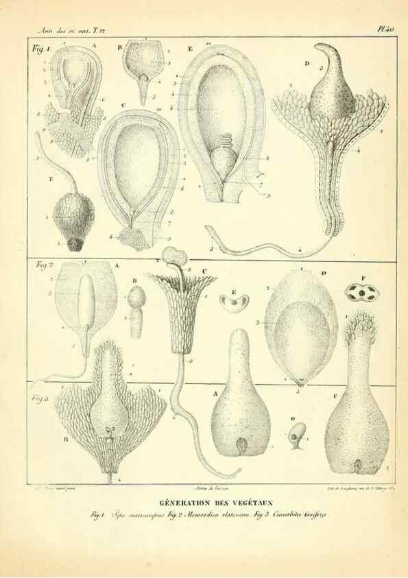 Reproducción/Reproduction 49773334386: Annales des sciences naturelles :. Paris :Crochard. 