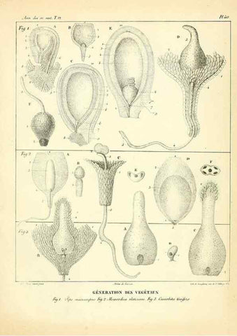 Reproducción/Reproduction 49773334386: Annales des sciences naturelles :. Paris :Crochard. 