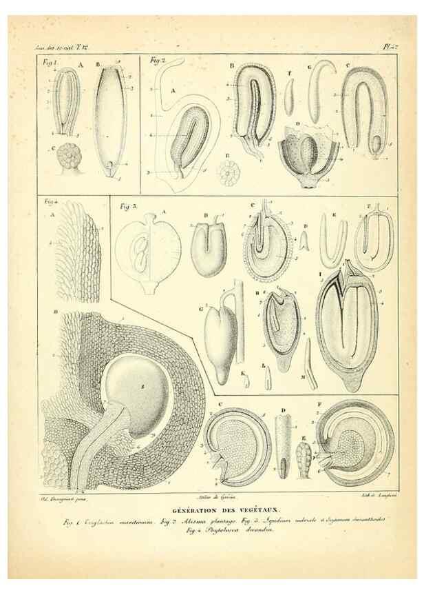 Reproducción/Reproduction 49772803458: Annales des sciences naturelles :. Paris :Crochard. 