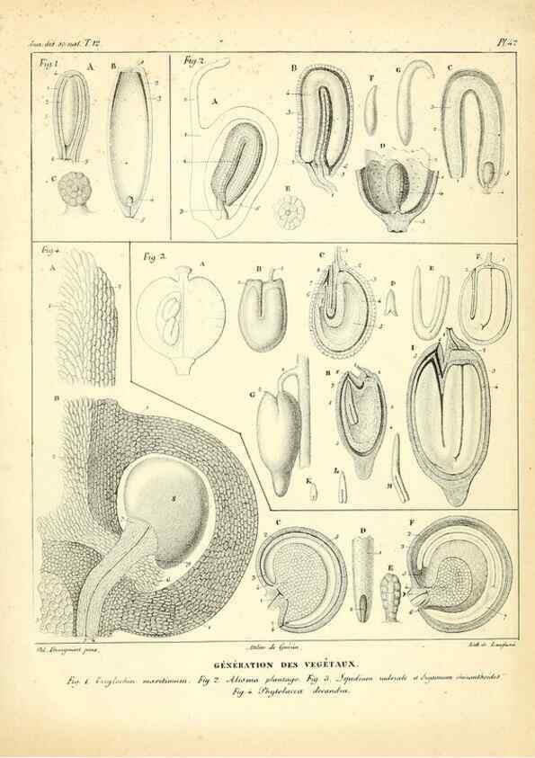 Reproducción/Reproduction 49772803458: Annales des sciences naturelles :. Paris :Crochard. 