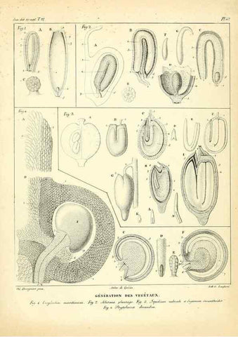 Reproducción/Reproduction 49772803458: Annales des sciences naturelles :. Paris :Crochard. 